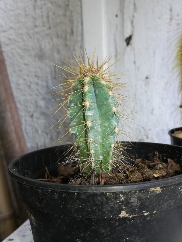 Cereus_azureus.jpg